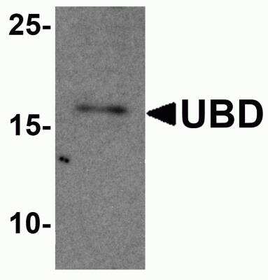 Western Blot: FAT10 AntibodyBSA Free [NBP2-81752]