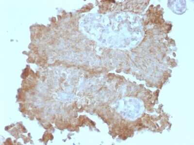 Immunohistochemistry-Paraffin: FAT2 Antibody (8C5) [NBP2-53235]