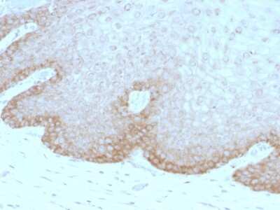 Immunohistochemistry-Paraffin: FAT2 Antibody (8C5) - Azide and BSA Free [NBP2-54371]