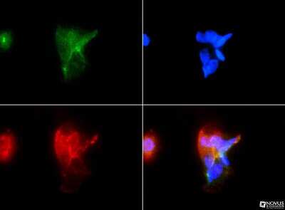 Immunocytochemistry/ Immunofluorescence: FAT4 Antibody - BSA Free [NBP1-78381]