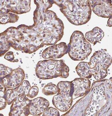 Immunohistochemistry-Paraffin: FAT4 Antibody [NBP2-49064]