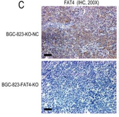 Knockout Validated: FAT4 Antibody - BSA Free [NBP1-78381]