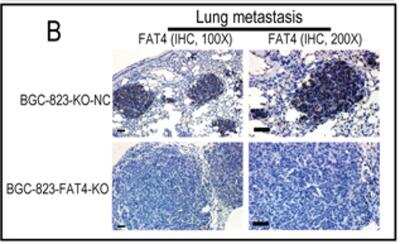 Knockout Validated: FAT4 Antibody - BSA Free [NBP1-78381]