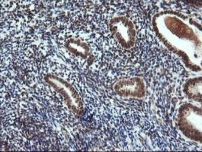Immunohistochemistry: FATE1 Antibody (OTI1A1) - Azide and BSA Free [NBP2-72310]