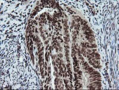 Immunohistochemistry: FATE1 Antibody (OTI1A1) [NBP2-45594]