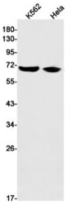 Western Blot: FATP4/SLC27A4 Antibody (S01-3C7) [NBP3-19773]