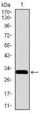 Western Blot: FATP5/SLC27A5 Antibody (4B11C10)BSA Free [NBP2-37413]