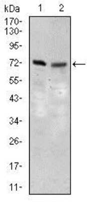 Western Blot: FATP5/SLC27A5 Antibody (4B11C10)BSA Free [NBP2-37413]