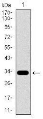 Western Blot: FATP5/SLC27A5 Antibody (9C4D1)BSA Free [NBP2-37412]