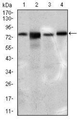 Western Blot: FATP5/SLC27A5 Antibody (9C4D1)BSA Free [NBP2-37412]