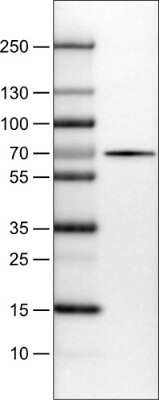 Western Blot: FATP5/SLC27A5 Antibody (CL0213) [NBP2-14788]