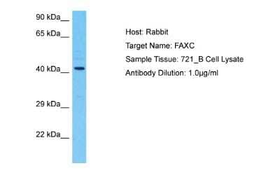 Western Blot: FAXC Antibody [NBP2-82741]