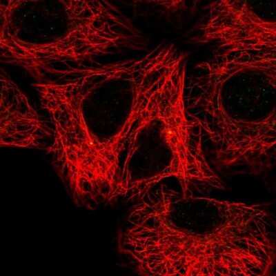 Immunocytochemistry/ Immunofluorescence: FBF1 Antibody [NBP1-90863]