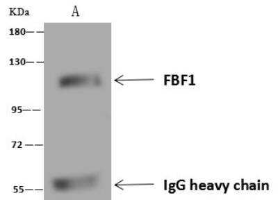 Immunoprecipitation: FBF1 Antibody [NBP3-12618]