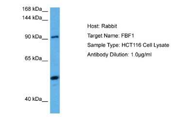 Western Blot: FBF1 Antibody [NBP2-82743]