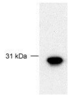 Western Blot: FBG4 AntibodyBSA Free [NB100-466]