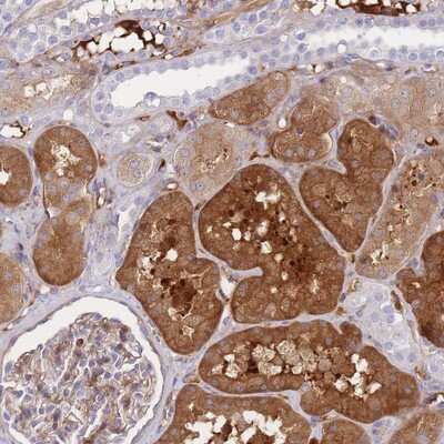 Immunohistochemistry-Paraffin: FBN3 Antibody [NBP2-14010]