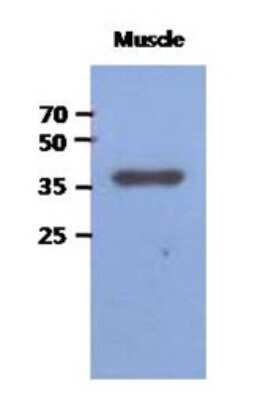 Western Blot: FBP2 Antibody (1E11)BSA Free [NBP2-22556]