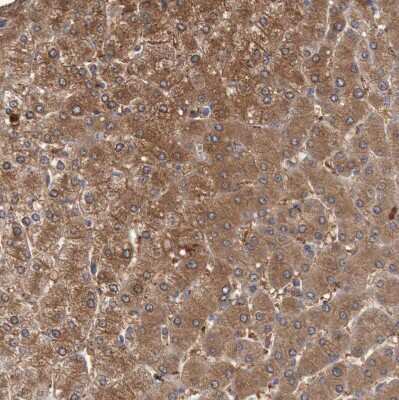 Immunohistochemistry-Paraffin: FBP2 Antibody [NBP1-86473]