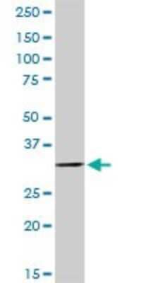 Western Blot: FBP2 Antibody [H00008789-D01P]