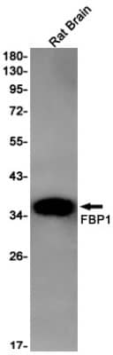 Western Blot: FBPase 1 Antibody (S04-1D6) [NBP3-19953]