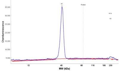 Simple Western: FBPase 1 Antibody [NBP1-84721]