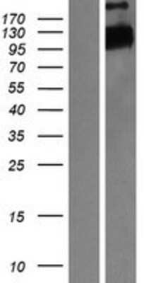 Western Blot: FBXW7/Cdc4 Overexpression Lysate [NBP2-11238]