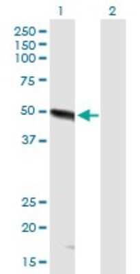 Western Blot: FBX09 Antibody [H00026268-B01P]