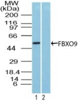 Western Blot: FBX09 Antibody [NBP2-27364]