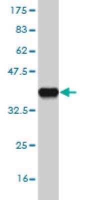 Western Blot: FBXL13 Antibody (1F7) [H00222235-M06]