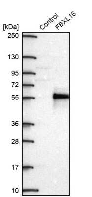 Western Blot: FBXL16 Antibody [NBP2-38789]