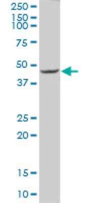 Western Blot: FBXL17 Antibody [H00064839-B01P]