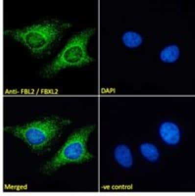 Immunocytochemistry/ Immunofluorescence: FBXL2 Antibody [NB100-1289]