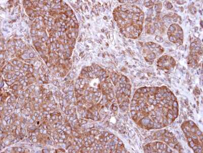 Immunohistochemistry-Paraffin: FBXL2 Antibody [NBP1-33641]