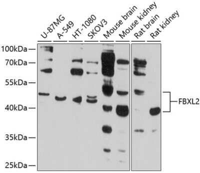 Western Blot: FBXL2 AntibodyBSA Free [NBP3-04513]