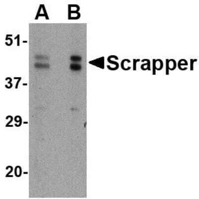 Western Blot: FBXL20 AntibodyBSA Free [NBP1-76868]