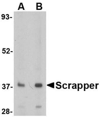 Western Blot: FBXL20 AntibodyBSA Free [NBP1-77317]