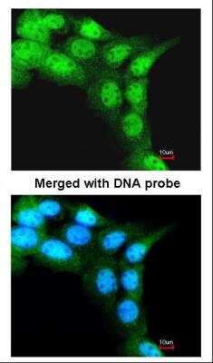 Immunocytochemistry/ Immunofluorescence: FBXL3 Antibody [NBP1-32979]