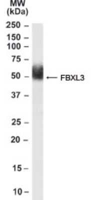 Western Blot: FBXL3 Antibody [NB100-53784]