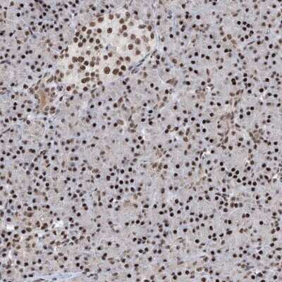 Immunohistochemistry-Paraffin: FBXL4 Antibody [NBP1-84727]