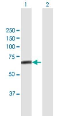 Western Blot: FBXL4 Antibody [H00026235-B01P]