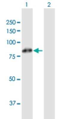 Western Blot: FBXL5 Antibody [H00026234-B01P]