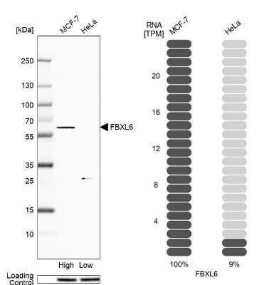 Western Blot: FBXL6 Antibody [NBP2-58922]