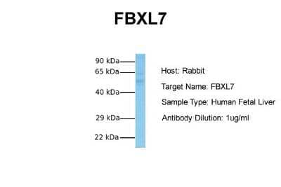 Western Blot: FBXL7 Antibody [NBP1-55053]