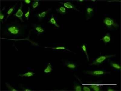 Immunocytochemistry/ Immunofluorescence: FBXO11 Antibody (1A2) [H00080204-M02]