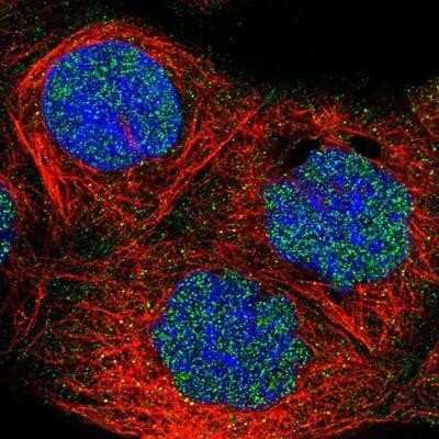 Immunocytochemistry/ Immunofluorescence: FBXO11 Antibody [NBP1-84712]