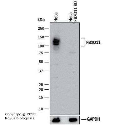 Knockout Validated: FBXO11 Antibody [NB100-59826]