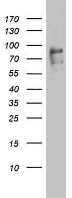 Western Blot: FBXO11 Antibody (OTI1F6)Azide and BSA Free [NBP2-72219]