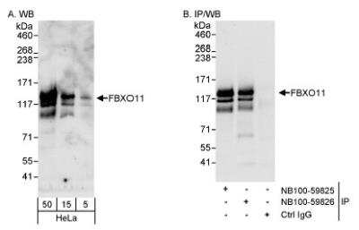 Western Blot: FBXO11 Antibody [NB100-59826]
