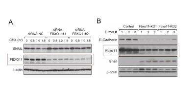 Western Blot: FBXO11 Antibody [NB100-59826]